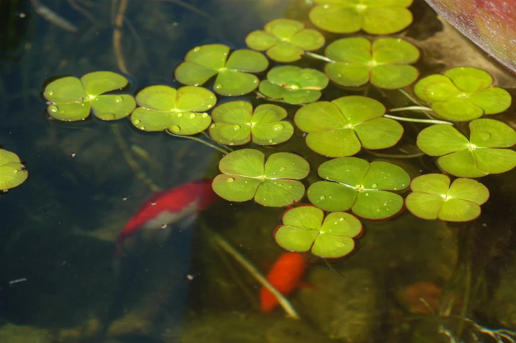 Breathe Life Into Your Pond